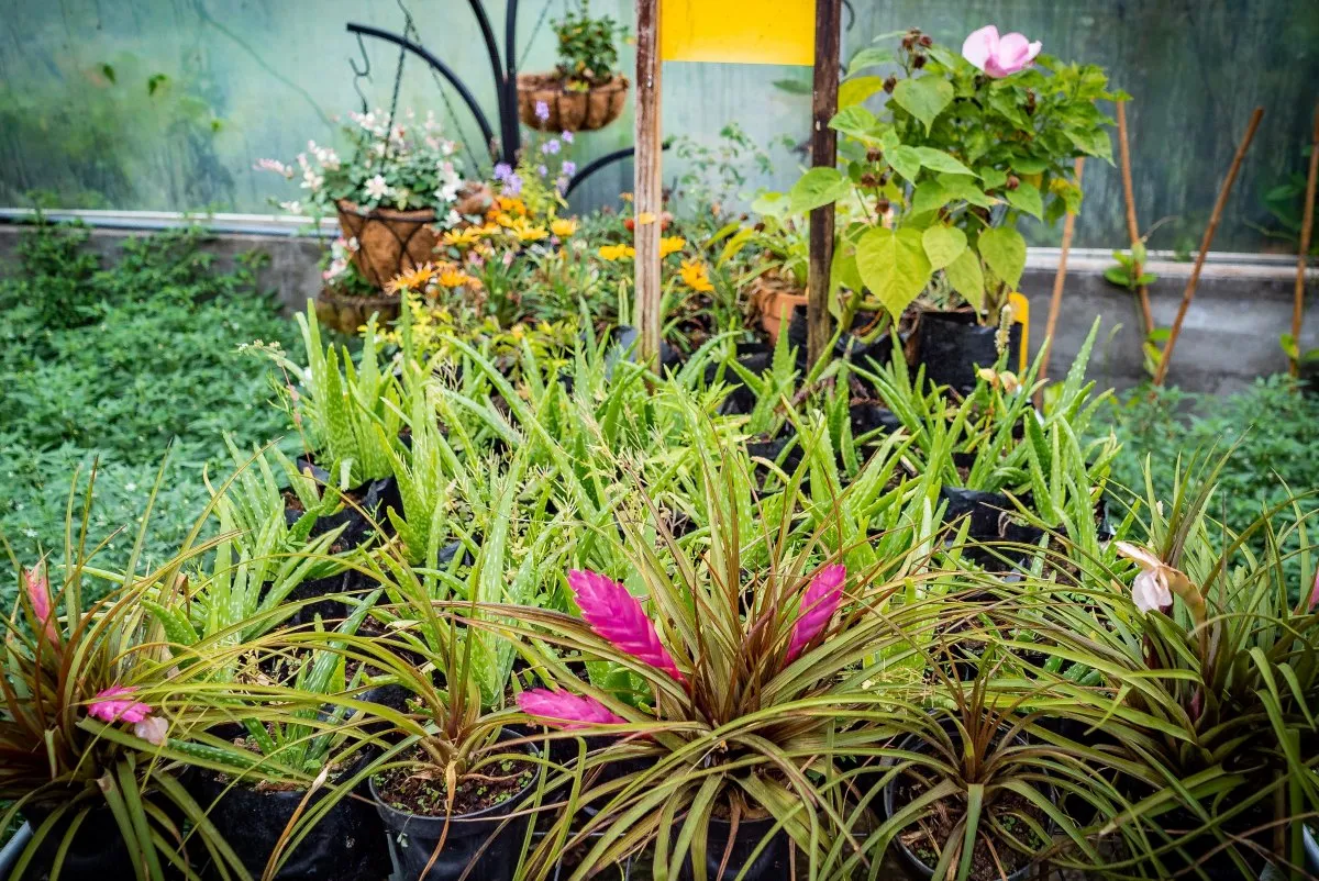 Close-up of Tillandsia Cyanea pink flower blooming in pots in Mauritius