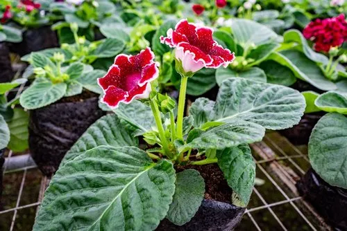 Most beautiful flower in Mauritius Gloxinia