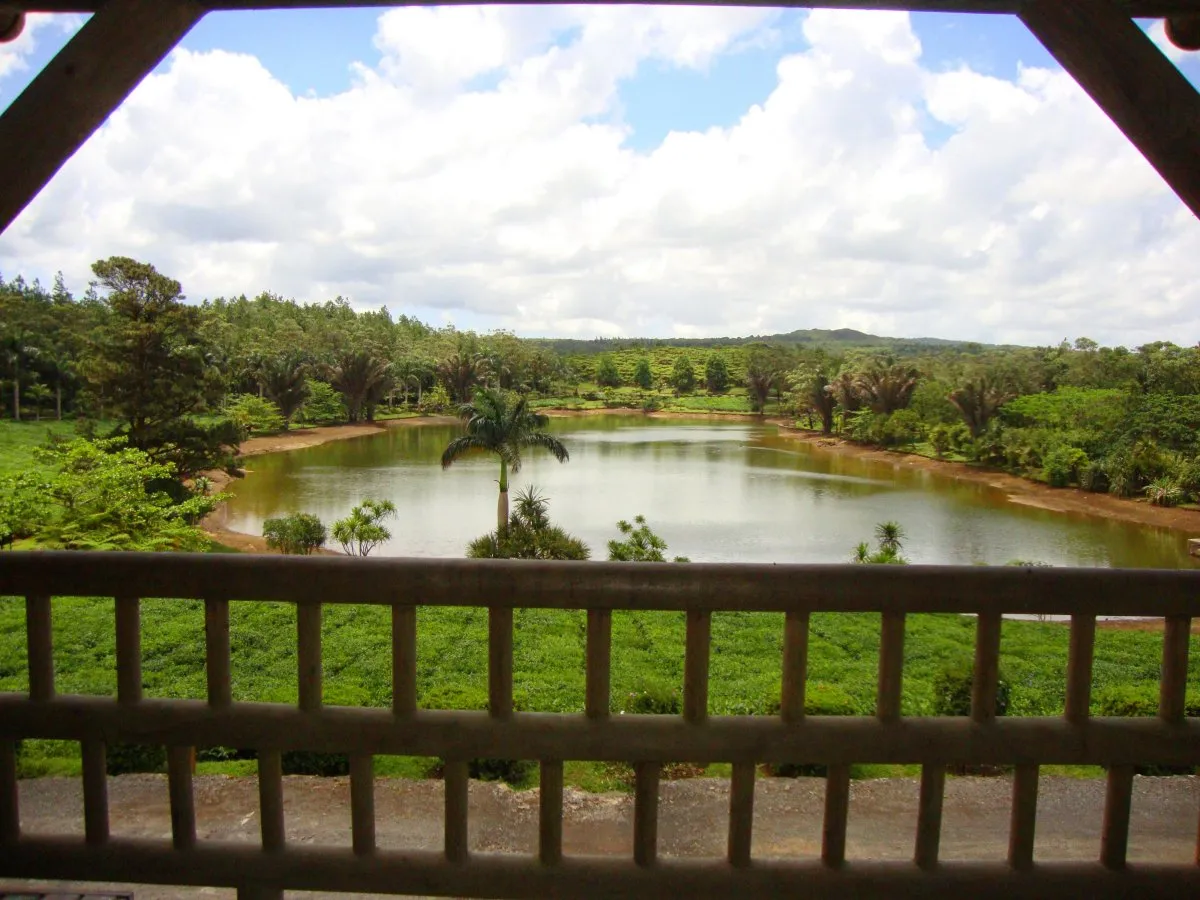Lake and dense forest view at Bois Cheri estate in Mauritius with vibrant greenery