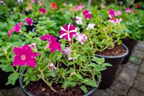 Little pink petunia flowers of Mauritius in pots