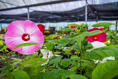 Large pink Hibiscus Luna in greenhouse