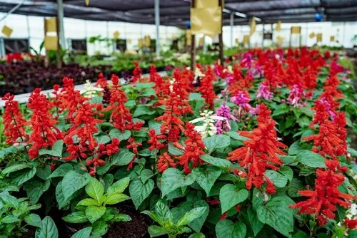 Field of red Salvia flowers blooming in nursery