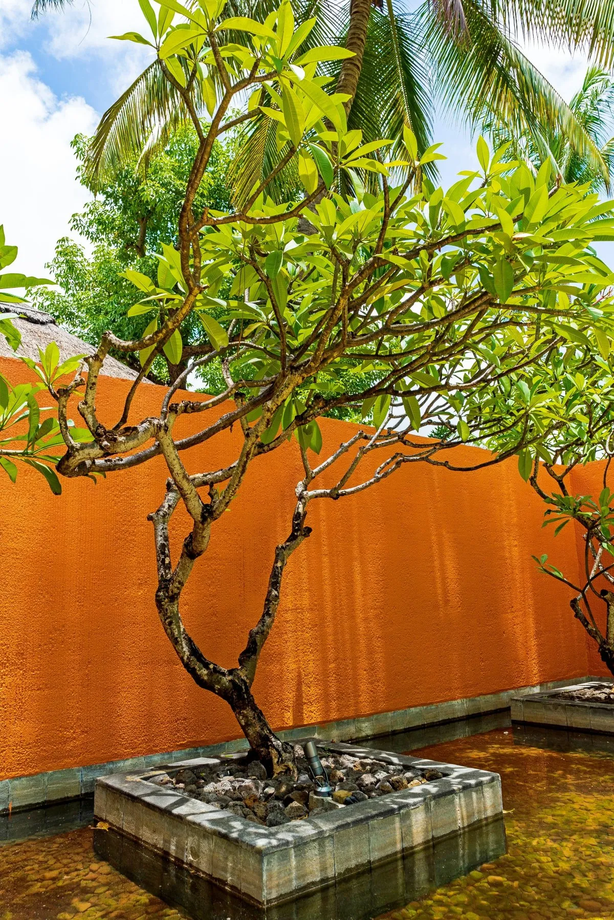 Frangipani flower surrounded by water at Constance Belle-Mare Plage hotel garden in Mauritius