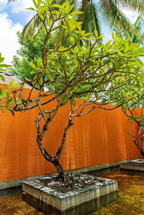 Frangipani in pond surrounded by water
