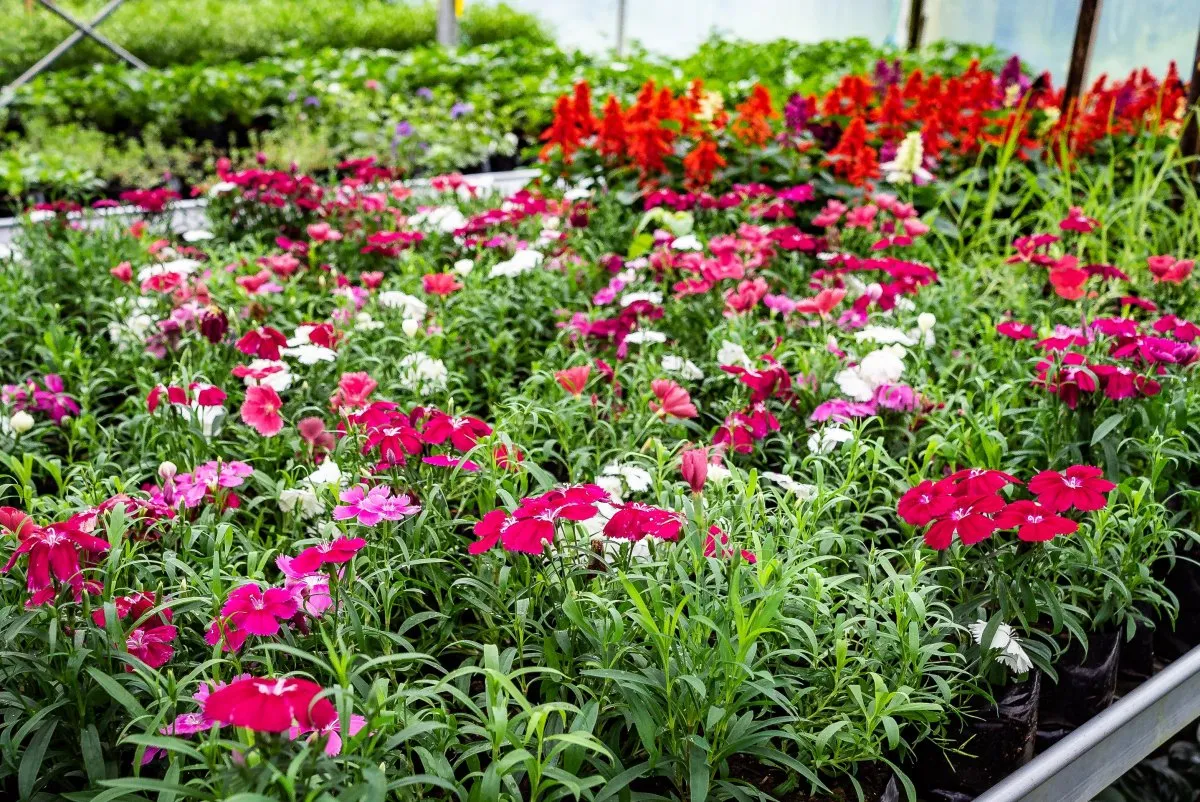 Colorful Dianthus flowers blooming in pots inside a Mauritius greenhouse