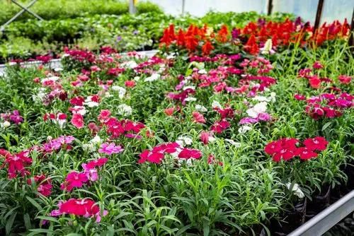 Colourful Dianthus growing and blooming in Mauritius
