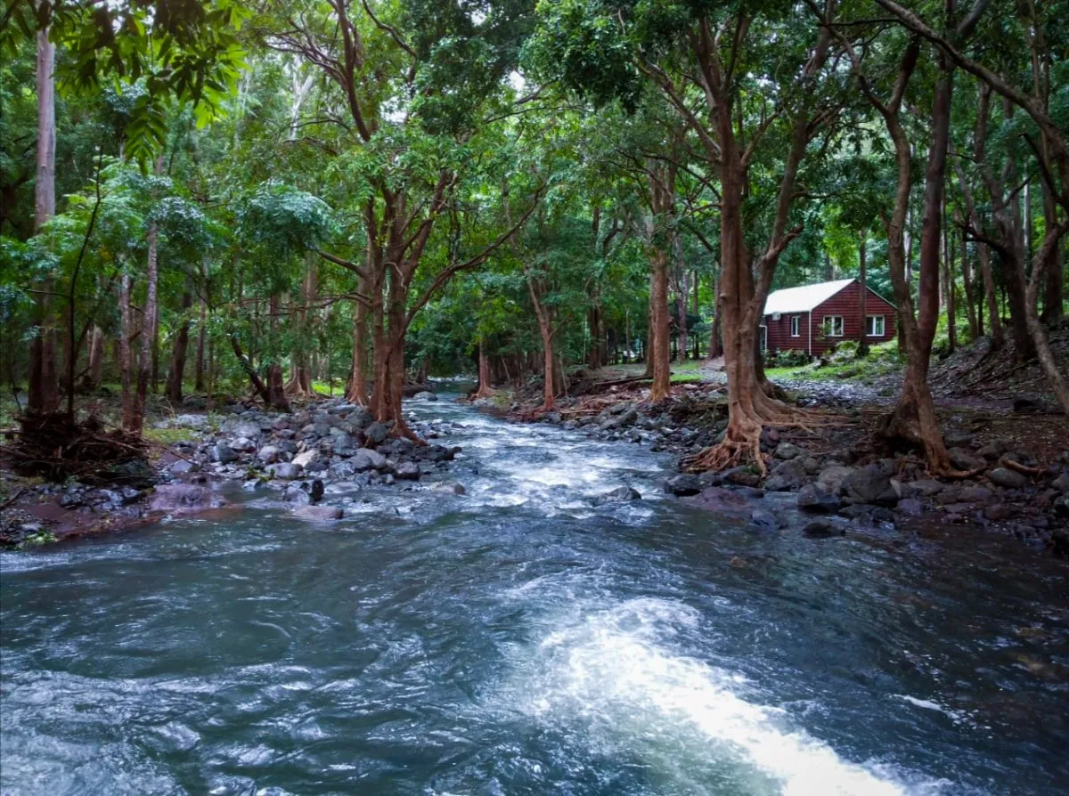 River meandering through dense forest in Black River Gorges National Park, Mauritius