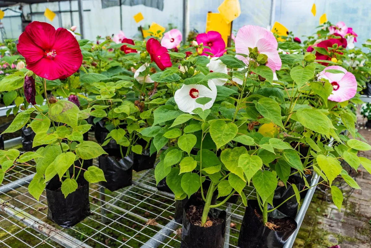 Bright pink, red and white Hibiscus Luna flowers blooming in Mauritius garden