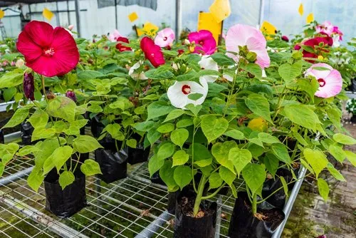 Colourful Pink, Red & white Hibiscus Luna