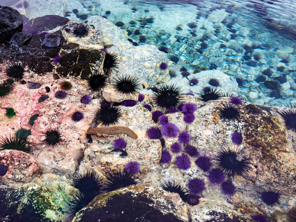 Purple sea urchins on rocky shore at La Cambuse Beach in Mauritius