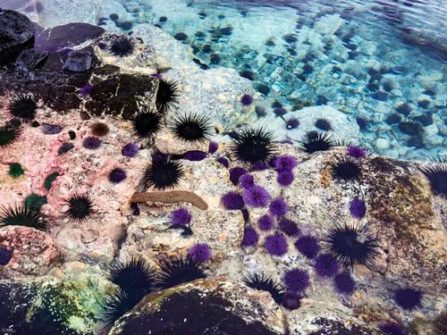 Colorful marine life with purple sea urchins