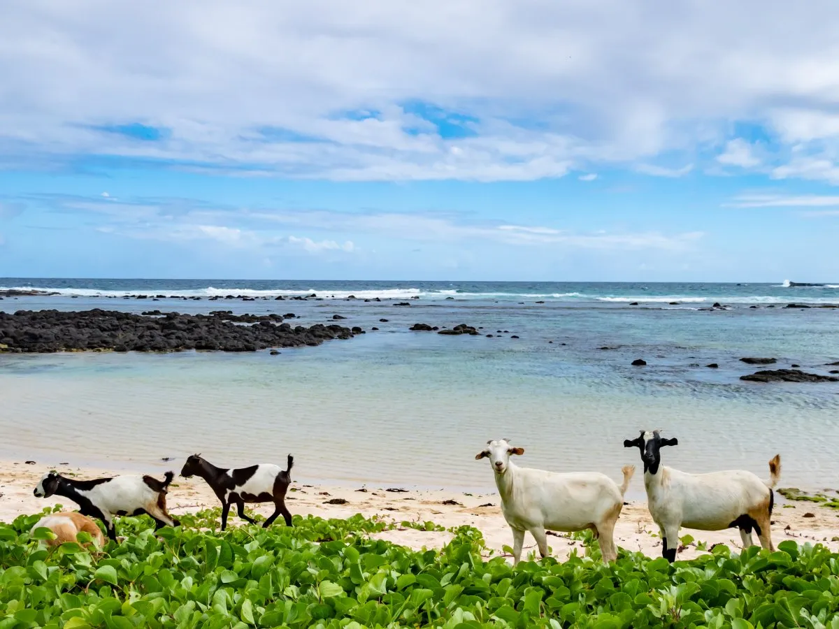 Goats walking peacefully on a wild beach in the south of Mauritius