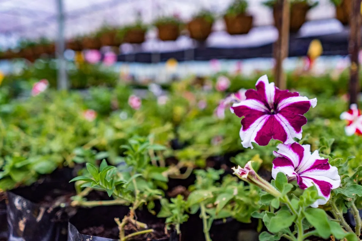Bicolor pink Petunia flower blooming in Vaneron nursery, Mauritius