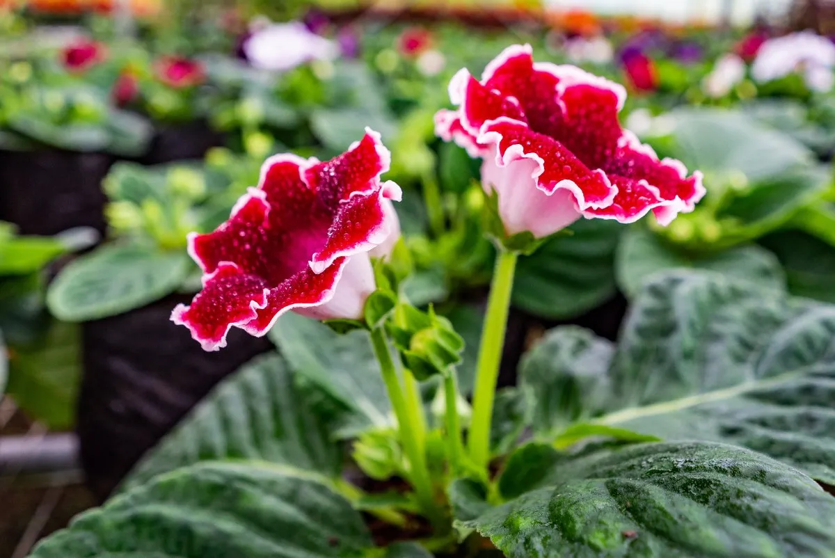 Red Gloxinia flower blooming in Vaneron Garden Center, Mauritius, showcasing vibrant red petals