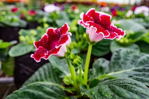 Red Gloxinia amazing flower in bloom