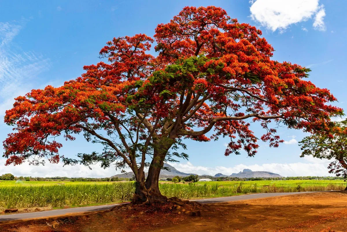 Red flamboyant tree with vibrant red flowers blooming along a road in Albion, Mauritius
