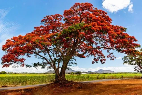 Red Flamboyant tree in bloom in Albion in Mauritius