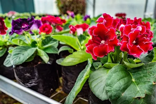 Various Red Gloxinia plants growing