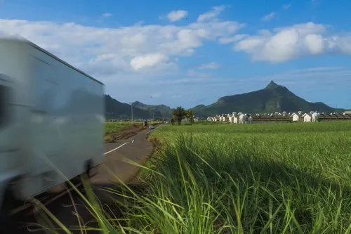 Cote d'Or Road between fields of Sugar Cane