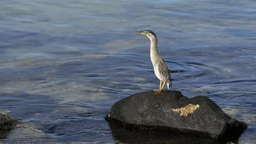 Heron on rock at Mont Choisy lagoon waiting for prey