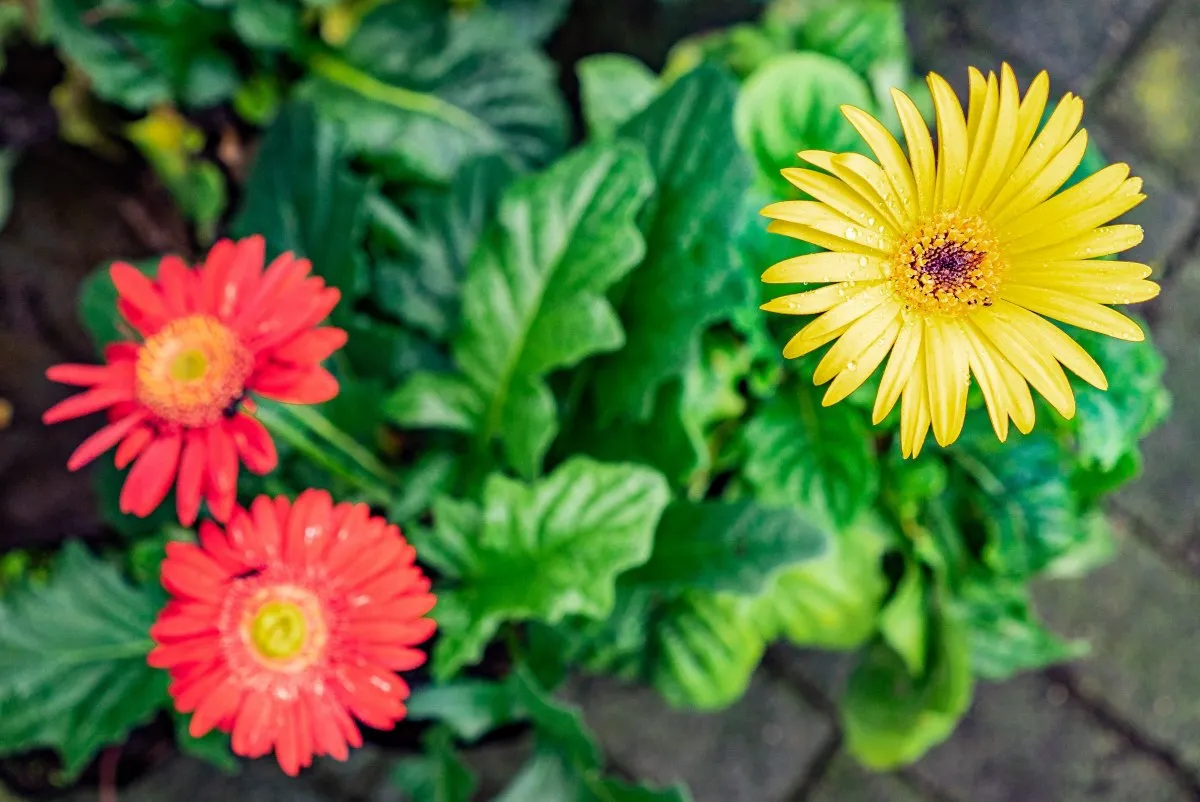 Yellow Gerbera flower blooming with green leaves in a garden in Mauritius