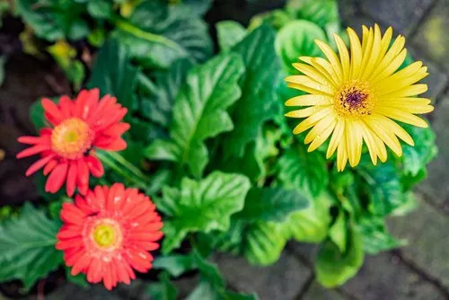 Yellow Gerbera flowers with green leaves