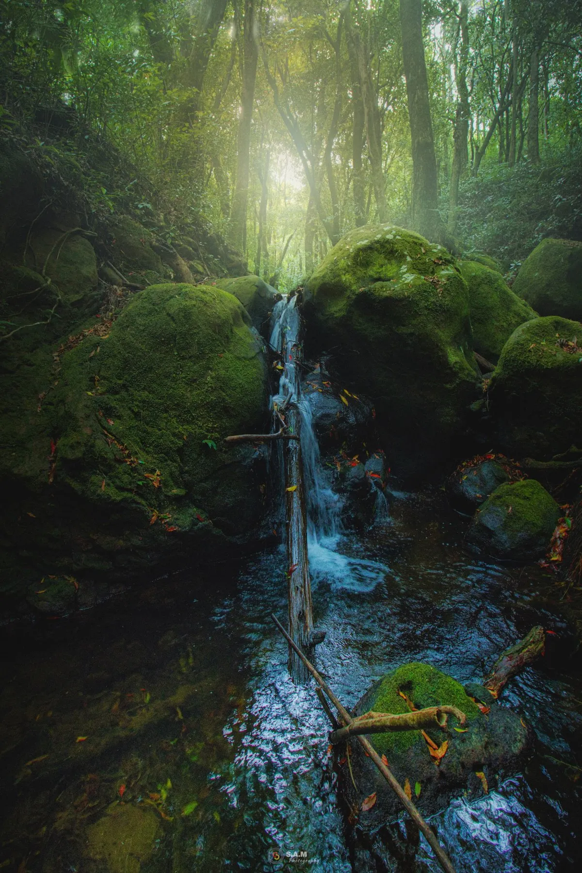 Small stream flowing through rocks in Bois Cheri Forest, lush nature of Mauritius