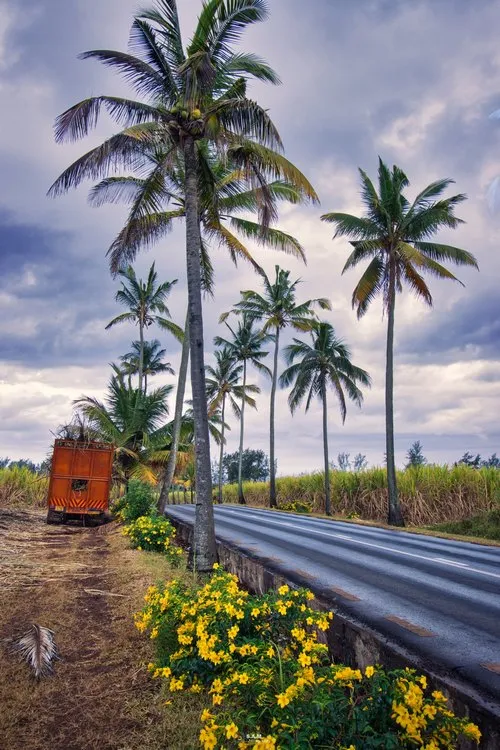 Golden trumpet & Coconut trees on the roadside at Bel Ombre