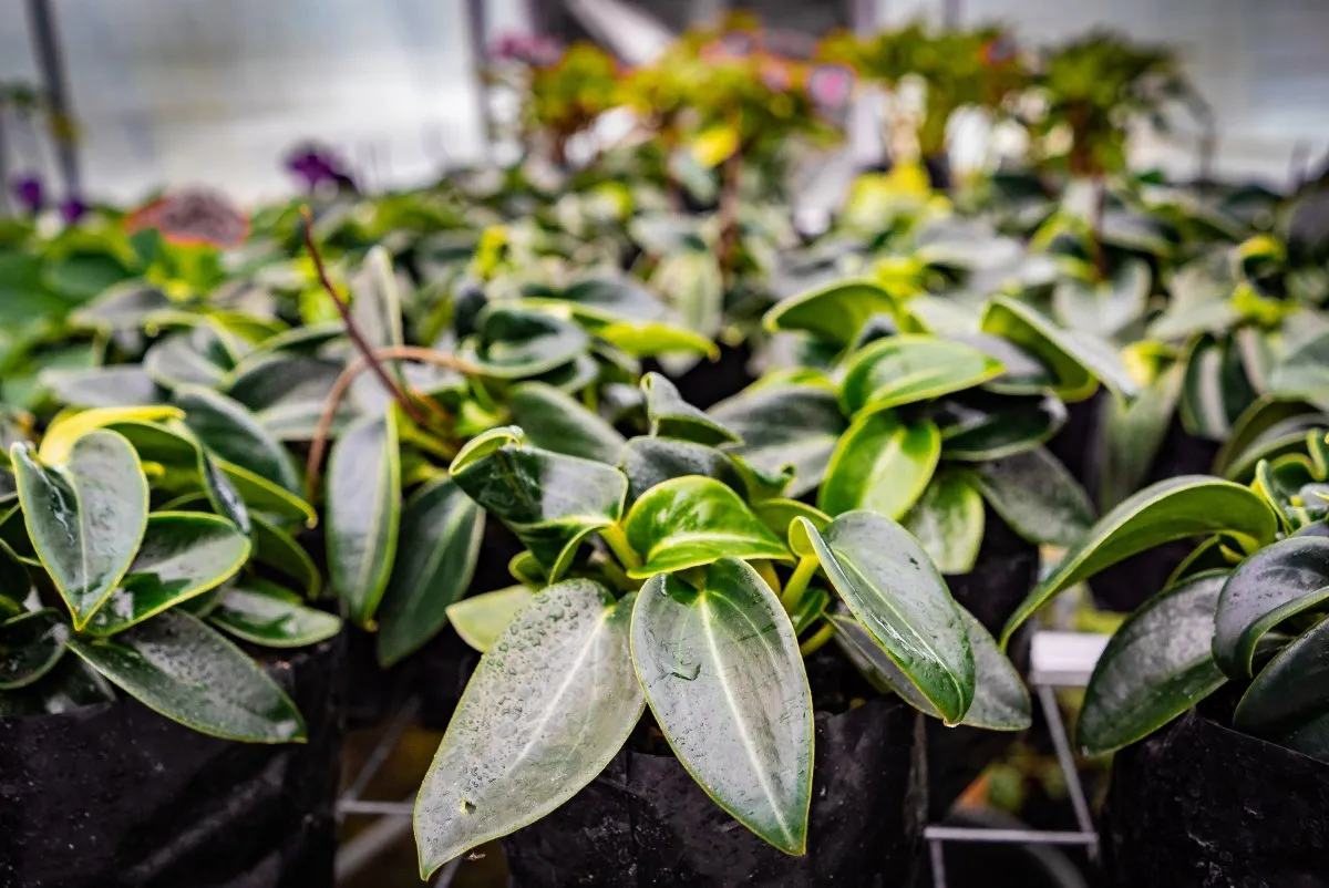 Dark green leaves plant at Vaneron Garden Center in Mauritius with fresh water droplets