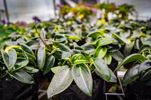Dark Green leaves plant of Mauritius
