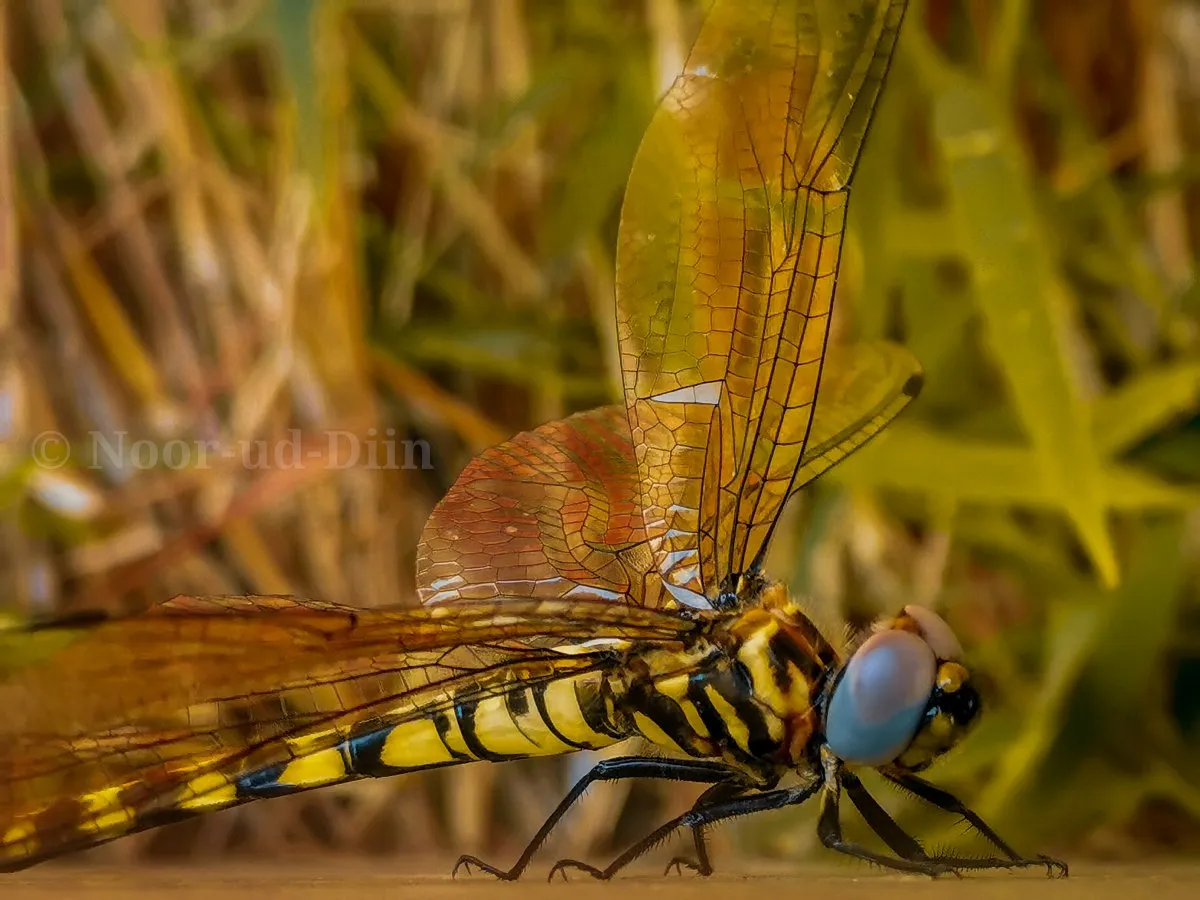 Close-up macro photo of a dragonfly in natural habitat in Mauritius with transparent wings