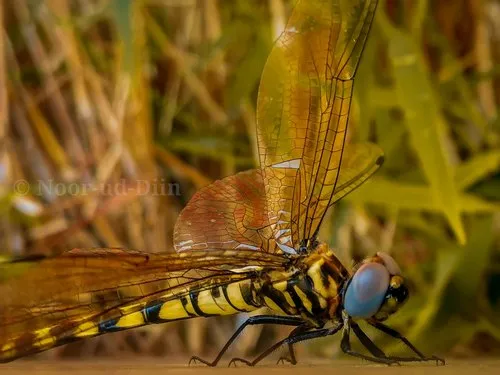 Macro photography of dragonfly in nature