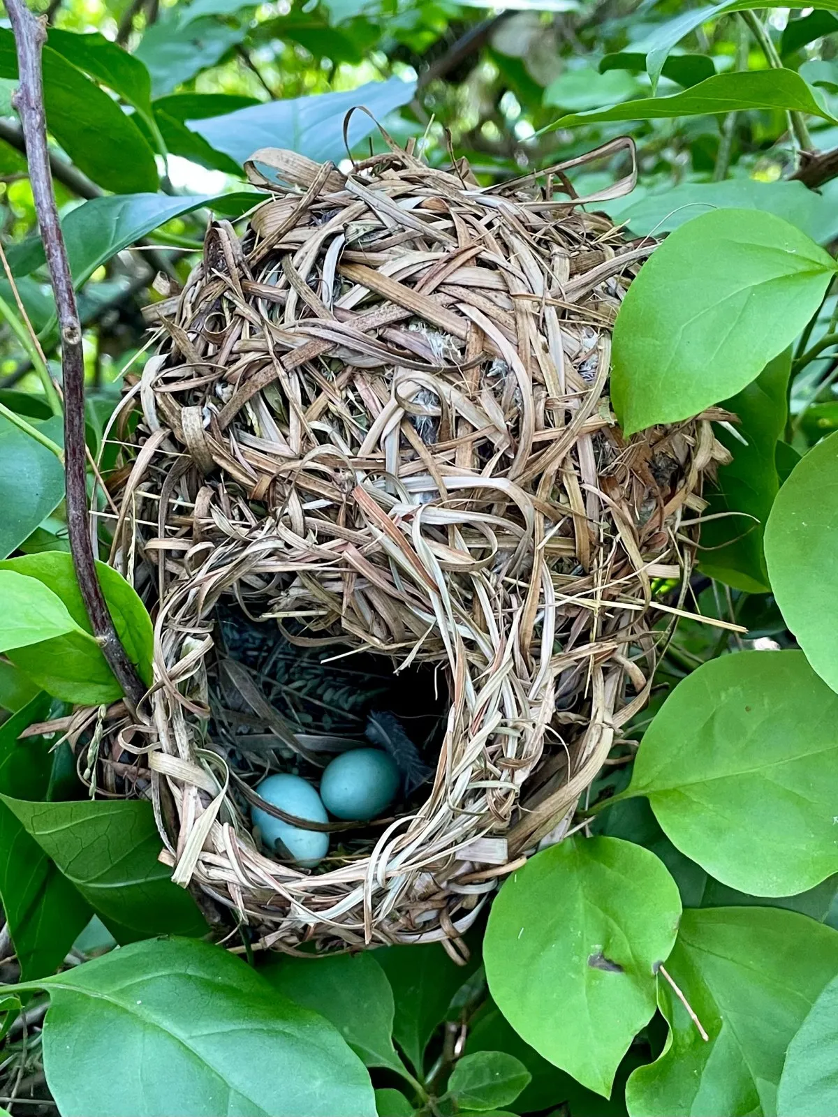 Bird nest with two white eggs in natural surroundings in Mauritius