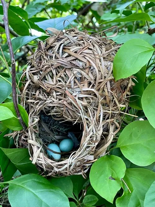 Bird nest with 2 white eggs in nature