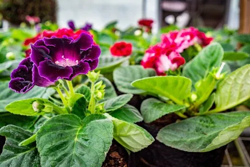 Purple Gloxinia with healthy leaves growing