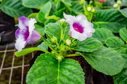 Light Purple Gloxinia grown with care