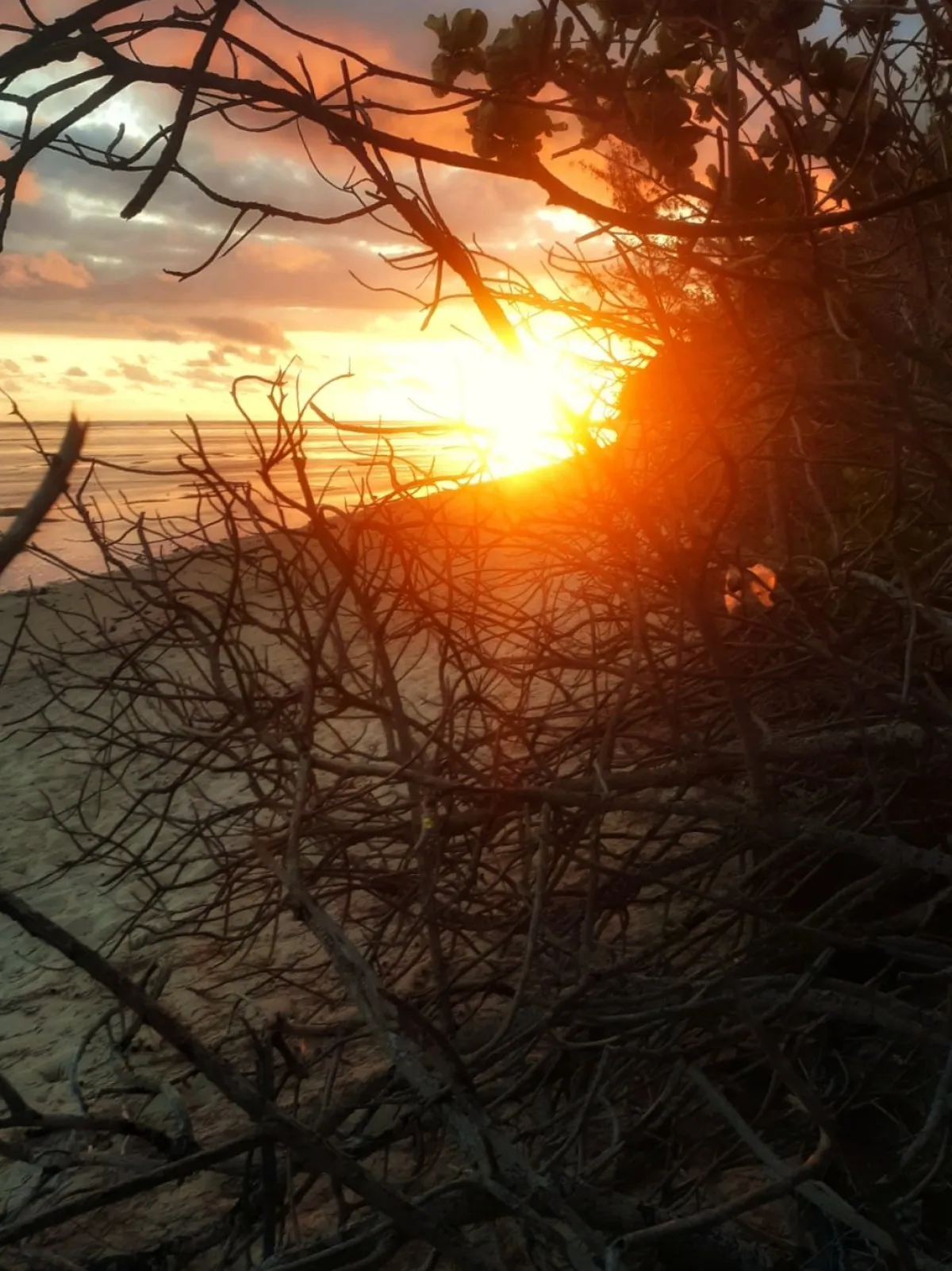 Sunset seen through dried tree branches at Mont Choisy beach in Mauritius with vibrant sky colors