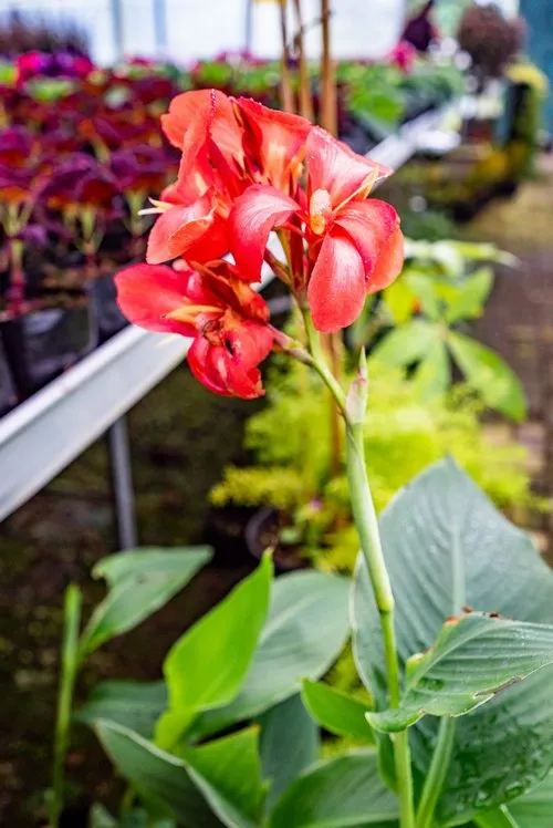 Portrait photo of red Canna plant in nursery