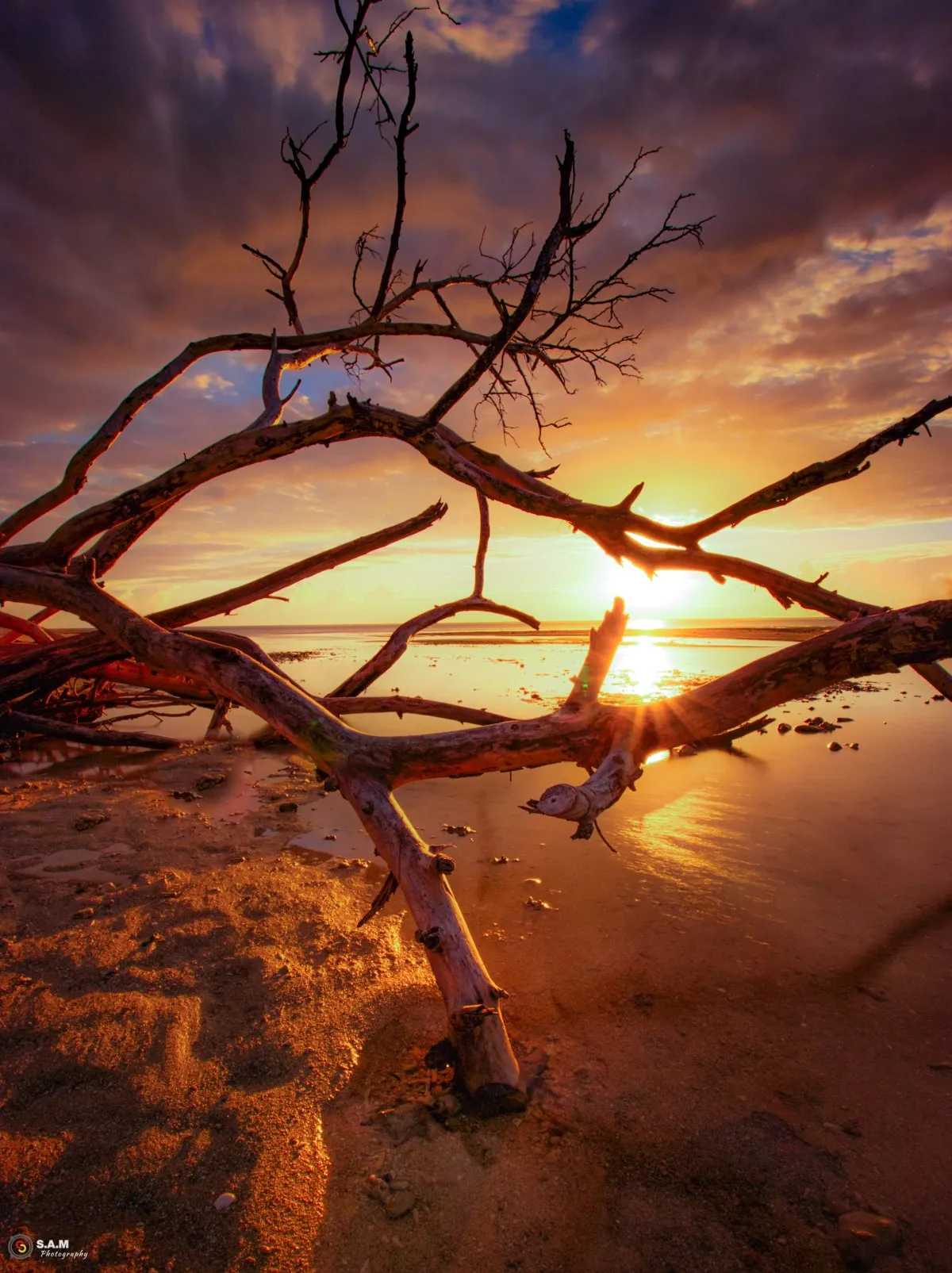 Sunset light rays through dead tree branches at La Prairie beach in Mauritius at low tide