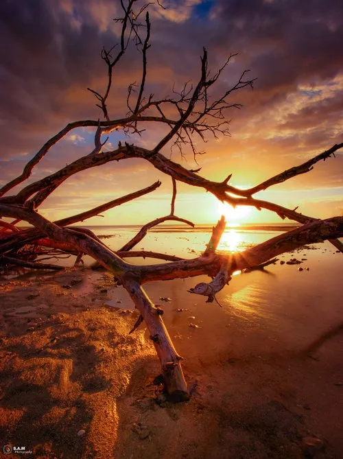 Sunset through dead tree branches at La Prairie beach