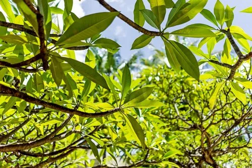 Light green leaves of Frangipani tree