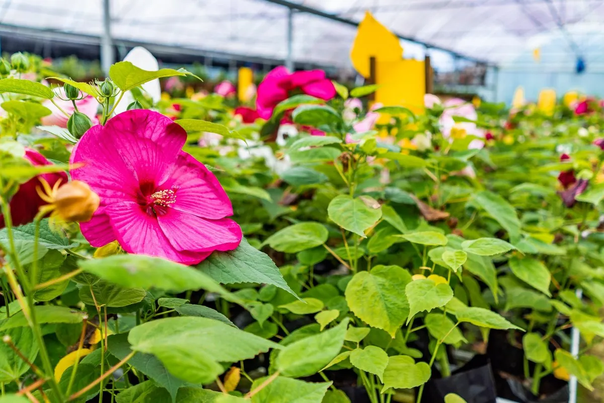 Deep pink Hibiscus Luna flower blooming in a greenhouse at a nursery in Mauritius