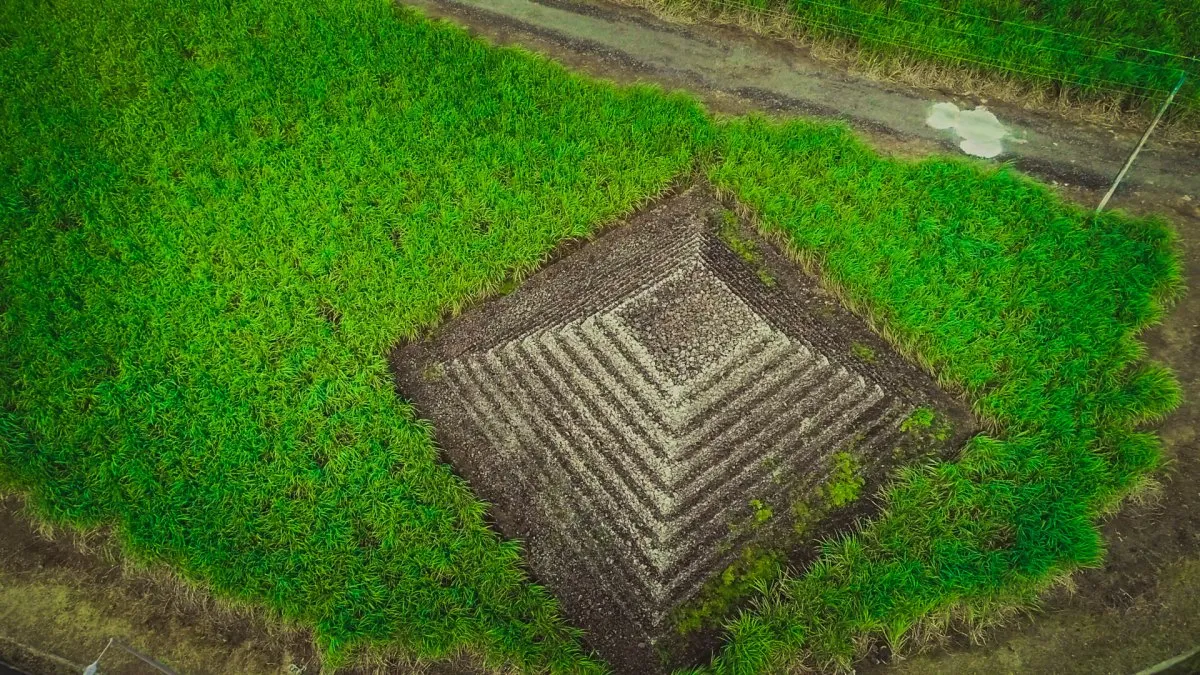 Aerial shot of flat top stone pyramids amidst sugarcane fields in Mauritius