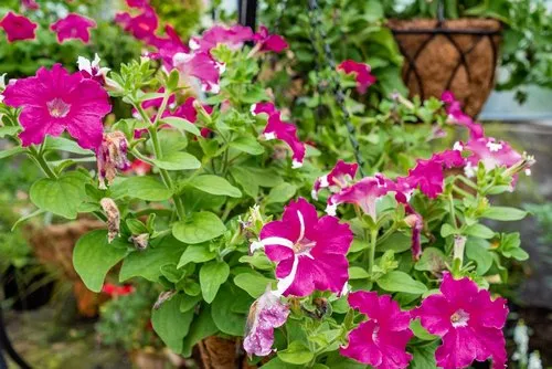 Deep pink Petunia blooming in garden