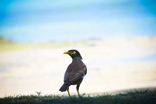 Mauritius Martin Bird with yellow mask