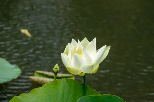Close up of white Lotus flower near water