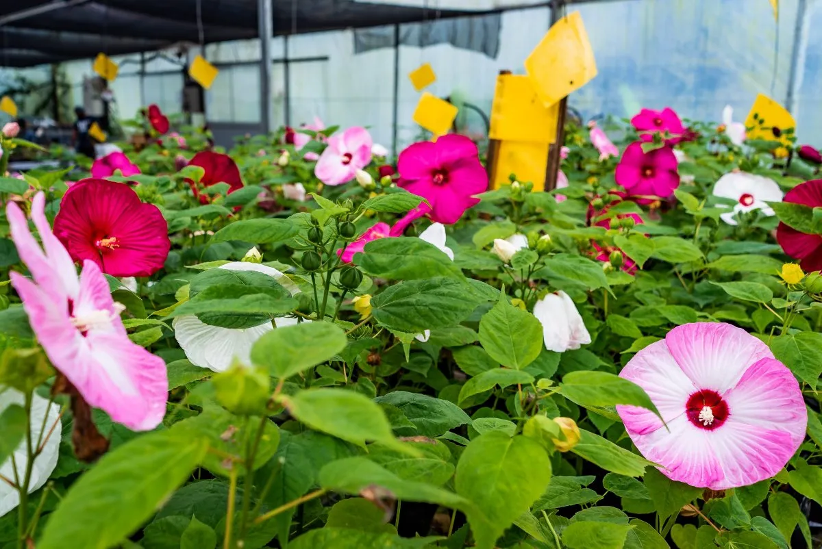 Light pink hibiscus flower blooming in Vaneron Garden Center greenhouse in Mauritius