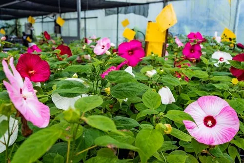 Large variety of Light Pink Hibiscus in green house