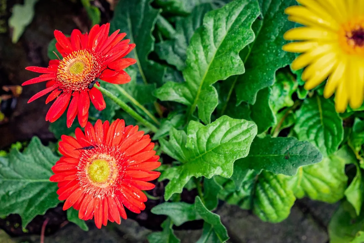 Bright red Gerbera flowers blooming at Vaneron Garden Center in Mauritius.