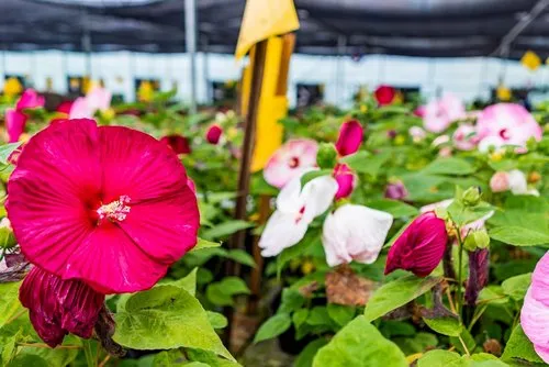 Large species of Red Hibiscus Luna flowers